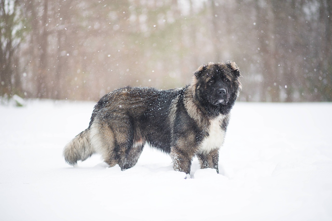 Understanding the Unique Traits of the Akita Inu